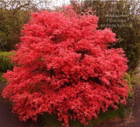 Клен японський Десхойо (Acer palmatum Deshojo)