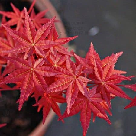 Клен японський Десхойо (Acer palmatum Deshojo)