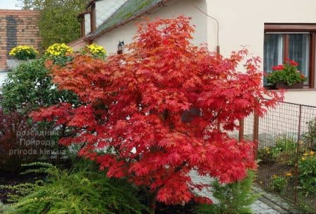 Клен японський Файерглоу (Acer palmatum Fireglow)