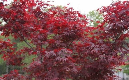 Клен японський Файерглоу (Acer palmatum Fireglow)