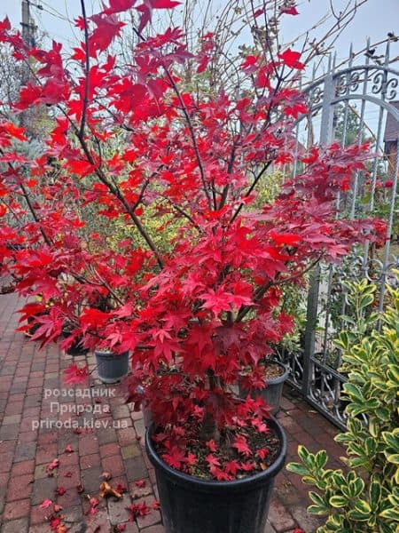 Клен японський Осакадзукі (Acer palmatum Osakazuki) ФОТО Розсадник рослин Природа (2)