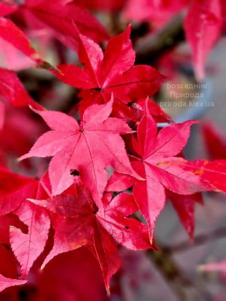 Клен японський Осакадзукі (Acer palmatum Osakazuki) ФОТО Розсадник рослин Природа (3)