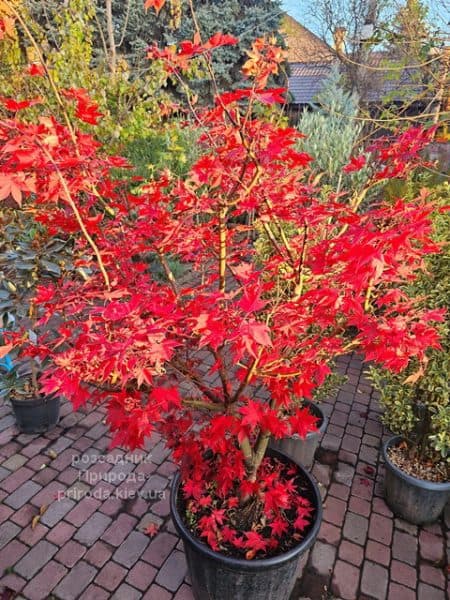 Клен японський Осакадзукі (Acer palmatum Osakazuki) ФОТО Розсадник рослин Природа (5)