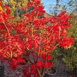 Клен японський Осакадзукі (Acer palmatum Osakazuki) ФОТО Розсадник рослин Природа (6)