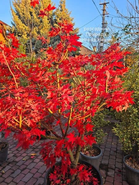 Клен японський Осакадзукі (Acer palmatum Osakazuki) ФОТО Розсадник рослин Природа (6)