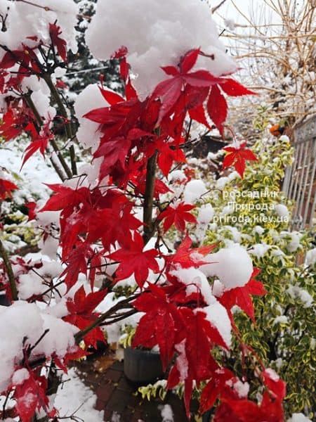 Клен японський Осакадзукі (Acer palmatum Osakazuki) ФОТО Розсадник рослин Природа (8)