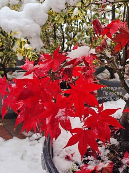 Клен японський Осакадзукі (Acer palmatum Osakazuki) ФОТО Розсадник рослин Природа (9)