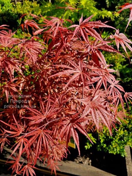 Клен японський Пів Дейв (Acer palmatum Peve Dave) ФОТО Розсадник рослин Природа (1)