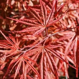 Клен японський Пів Дейв (Acer palmatum Peve Dave) ФОТО Розсадник рослин Природа