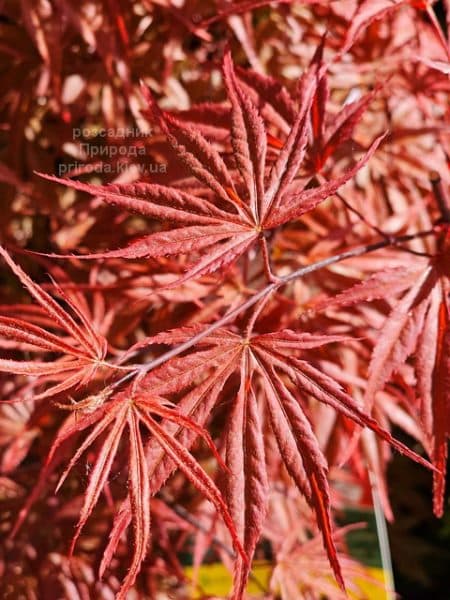 Клен японський Пів Дейв (Acer palmatum Peve Dave) ФОТО Розсадник рослин Природа