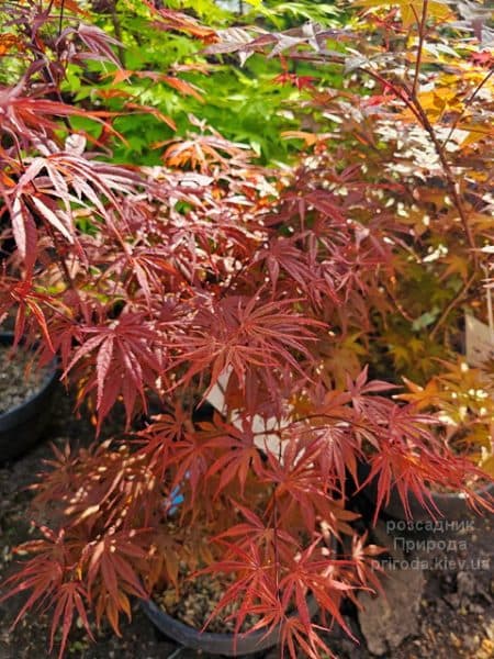 Клен японський Пів Дейв (Acer palmatum Peve Dave) ФОТО Розсадник рослин Природа (8)