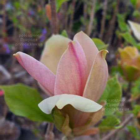 Магнолія бруклінська Єва Марія (Magnolia brooklynensis Eva Maria) ФОТО Розсадник рослин Природа (1)