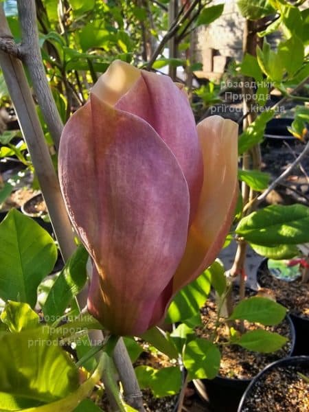 Магнолія бруклінська Єва Марія (Magnolia brooklynensis Eva Maria) ФОТО Розсадник рослин Природа (16)