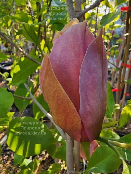 Магнолія бруклінська Єва Марія (Magnolia brooklynensis Eva Maria) ФОТО Розсадник рослин Природа (18)