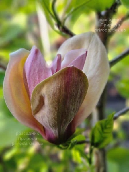 Магнолія бруклінська Єва Марія (Magnolia brooklynensis Eva Maria) ФОТО Розсадник рослин Природа (20)