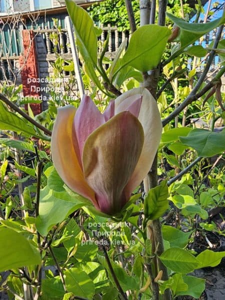 Магнолія бруклінська Єва Марія (Magnolia brooklynensis Eva Maria) ФОТО Розсадник рослин Природа (21)