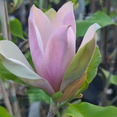 Магнолія бруклінська Єва Марія (Magnolia brooklynensis Eva Maria) ФОТО Розсадник рослин Природа (3)