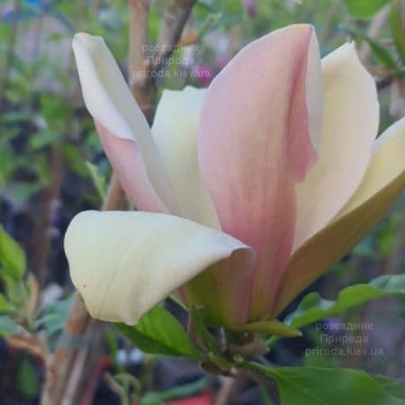 Магнолія бруклінська Єва Марія (Magnolia brooklynensis Eva Maria) ФОТО Розсадник рослин Природа (4)