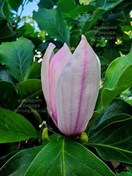 Магнолія Суланжа Ред Лакі (Magnolia soulangeana Red Lucky) ФОТО Розсадник рослин Природа (1)