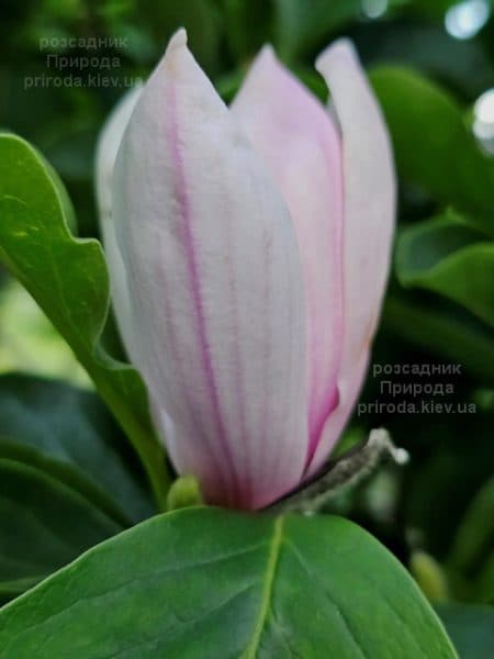 Магнолія Суланжа Ред Лакі (Magnolia soulangeana Red Lucky) ФОТО Розсадник рослин Природа (2)