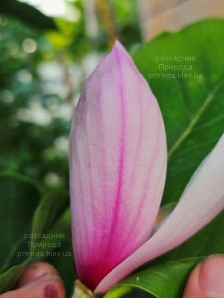 Магнолія Суланжа Ред Лакі (Magnolia soulangeana Red Lucky) ФОТО Розсадник рослин Природа (3)