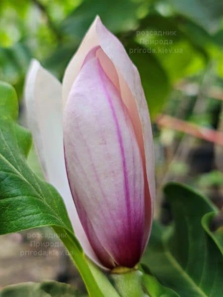 Магнолія Суланжа Ред Лакі (Magnolia soulangeana Red Lucky) ФОТО Розсадник рослин Природа (4)