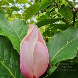 Магнолія Суланжа Ред Лакі (Magnolia soulangeana Red Lucky) ФОТО Розсадник рослин Природа (5)