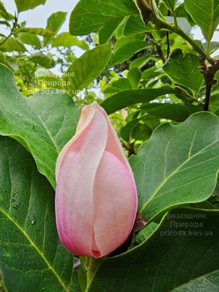 Магнолія Суланжа Ред Лакі (Magnolia soulangeana Red Lucky) ФОТО Розсадник рослин Природа (5)