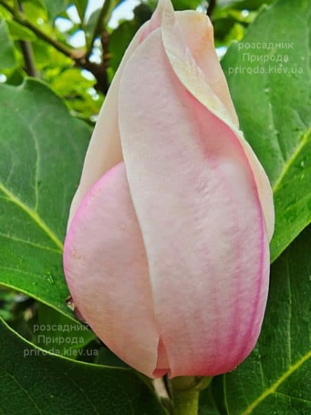 Магнолія Суланжа Ред Лакі (Magnolia soulangeana Red Lucky) ФОТО Розсадник рослин Природа (6)