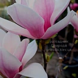 Магнолія Суланжа Сатісфекшн (Magnolia Satisfaction) ФОТО Розсадник рослин Природа (10)