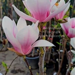 Магнолія Суланжа Сатісфекшн (Magnolia Satisfaction) ФОТО Розсадник рослин Природа (7)