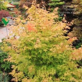 Клен японський Бі Ху (Acer palmatum Bi Hoo) ФОТО Розсадник рослин Природа