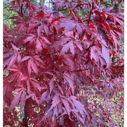 Клен японський Блек Лейс (Acer palmatum Black Lace) ФОТО Розсадник рослин Природа