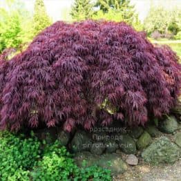 Клен японський Інаба Шідаре (Acer palmatum Inaba Shidare) ФОТО Розсадник рослин Природа (2)