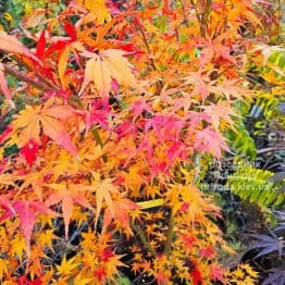 Клен японський Сангокаку (Acer palmatum Sangokaku) ФОТО Розсадник рослин Природа