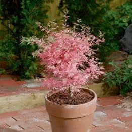 Клен японський Тейлор (Acer palmatum Taylor)