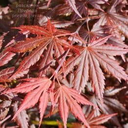 Клен японський Тромпенбург (Acer palmatum Trompenburg) ФОТО Розсадник рослин Природа (12)