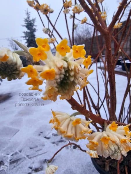 Еджвортія золотистоквіткова (Edgeworthia chrysantha) ФОТО Розсадник рослин Природа (1)