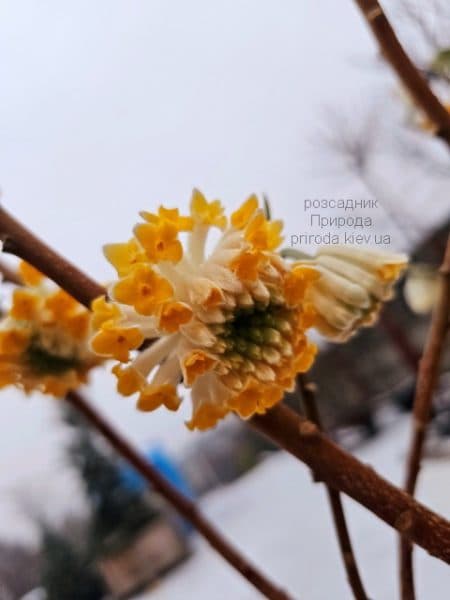 Еджвортія золотистоквіткова (Edgeworthia chrysantha) ФОТО Розсадник рослин Природа (2)