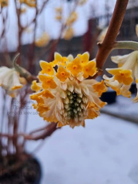 Еджвортія золотистоквіткова (Edgeworthia chrysantha) ФОТО Розсадник рослин Природа (3)