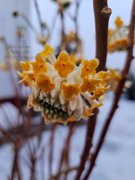 Еджвортія золотистоквіткова (Edgeworthia chrysantha) ФОТО Розсадник рослин Природа (4)