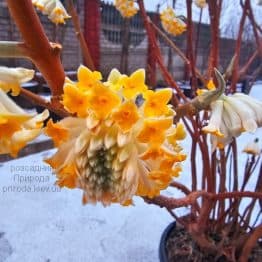 Еджвортія золотистоквіткова (Edgeworthia chrysantha) ФОТО Розсадник рослин Природа (5)