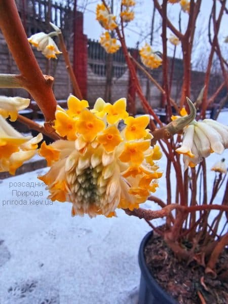 Еджвортія золотистоквіткова (Edgeworthia chrysantha) ФОТО Розсадник рослин Природа (5)