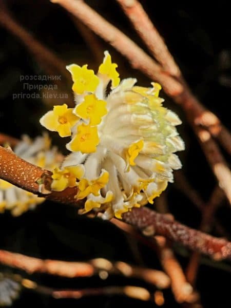 Еджвортія золотистоквіткова (Edgeworthia chrysantha) ФОТО Розсадник рослин Природа (7)