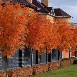 Горобина Додонг (Sorbus Dodong)